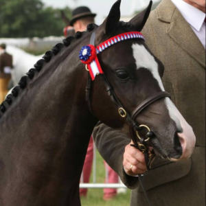 Raised Inhand Bridle