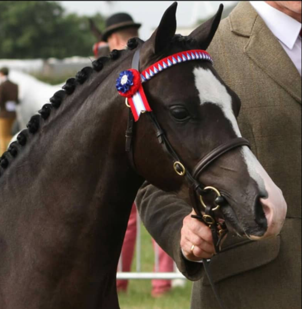 Raised Inhand Bridle