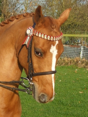 Raised Nose Band
