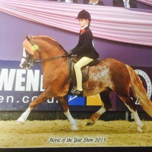 horse showing information