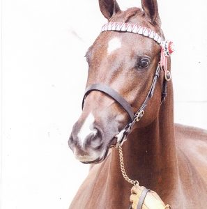 Inhand Bridle with Jerome Nose Band