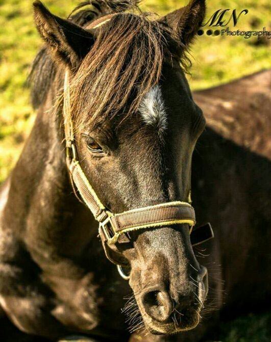 horse headcollars