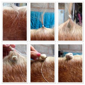 False Plaits