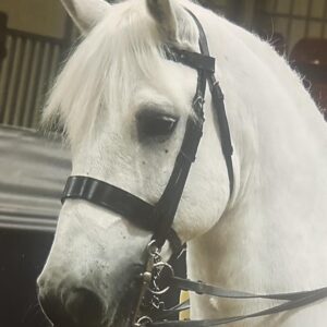 Cob M & M Bridle