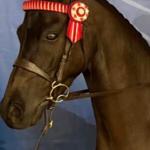 Show Pony Snaffle Bridle Small Pony @ Pony