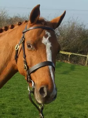 Hunter inhand Bridle - Image 2
