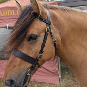 Hunter inhand Bridle