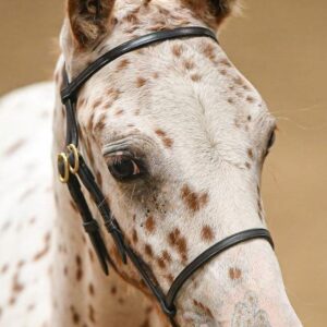 Filly Slip