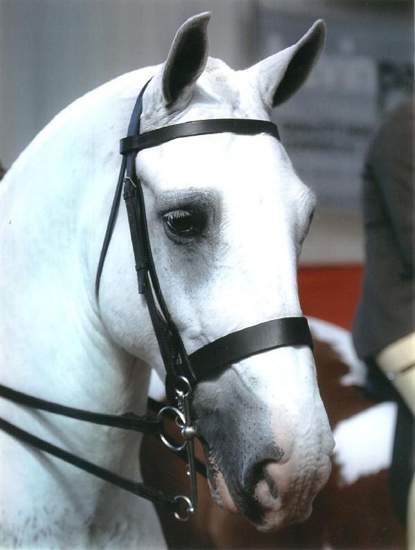 Horse bridles online sales