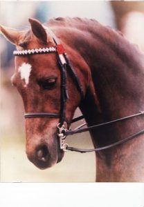horse headcollar