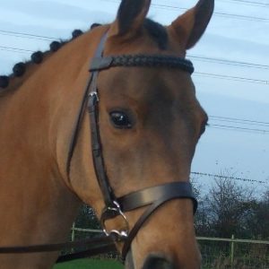 Bridle - Parts