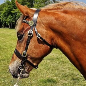 Economical Jerome stitched In hand Bridle with 5ft Lead Rein