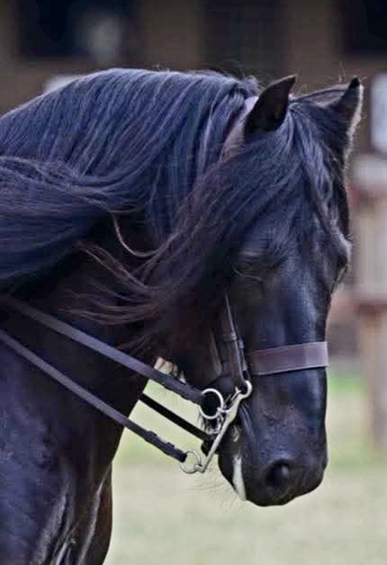 Over Size M & M Bridle - Image 3