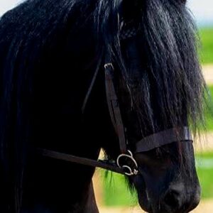 Over Size M & M Bridle