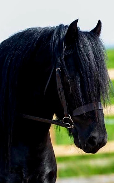 Over Size M & M Bridle