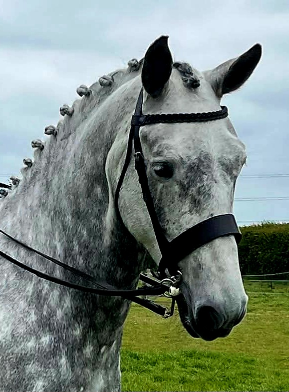 Over Size Hunter Snaffle Bridle
