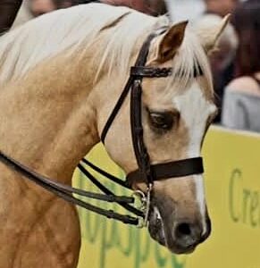 Pony M & M Bridle