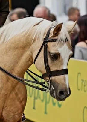 Pony M & M Bridle