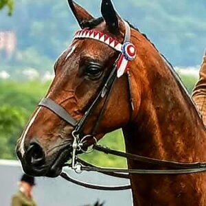 Full Show Pony Snaffle Bridle