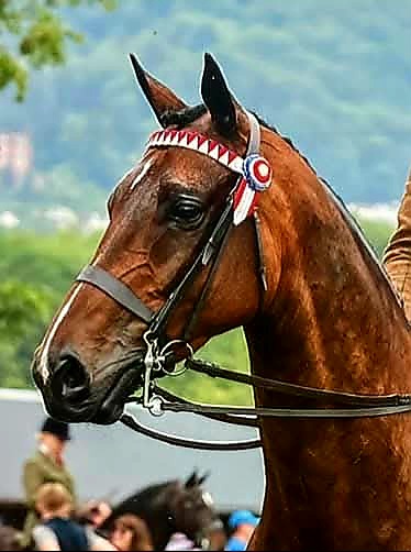 Full Show Pony Snaffle Bridle