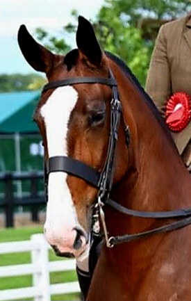 Ridden Show Cob Snaffle Bridle - Image 4