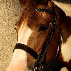 Full M & M Bridle