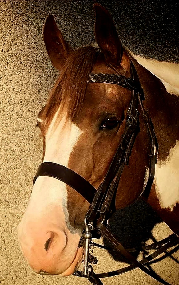 Full M & M Bridle