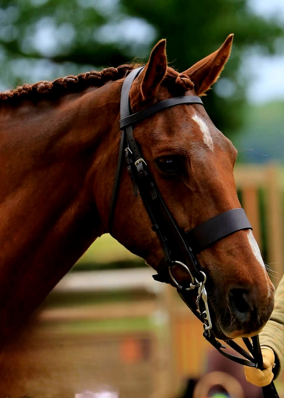 Full Hunter Snaffle Bridle