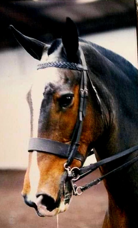 Ridden Show Cob Snaffle Bridle - Image 3