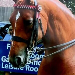 Cob Show Pony Snaffle Bridle