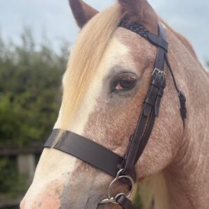 Budget Bridles