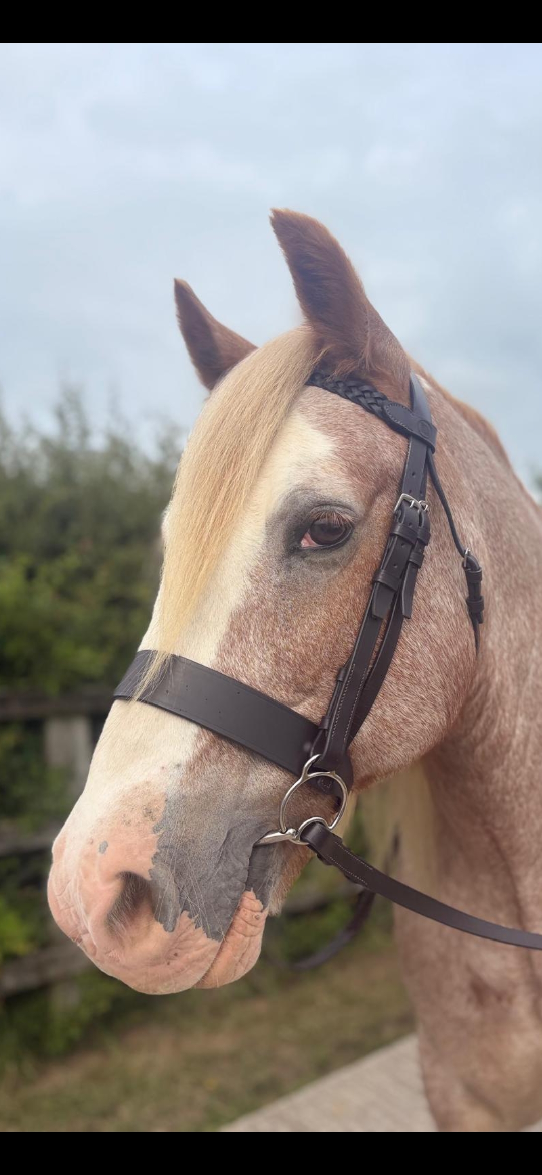 Budget Show Bridle - Image 6