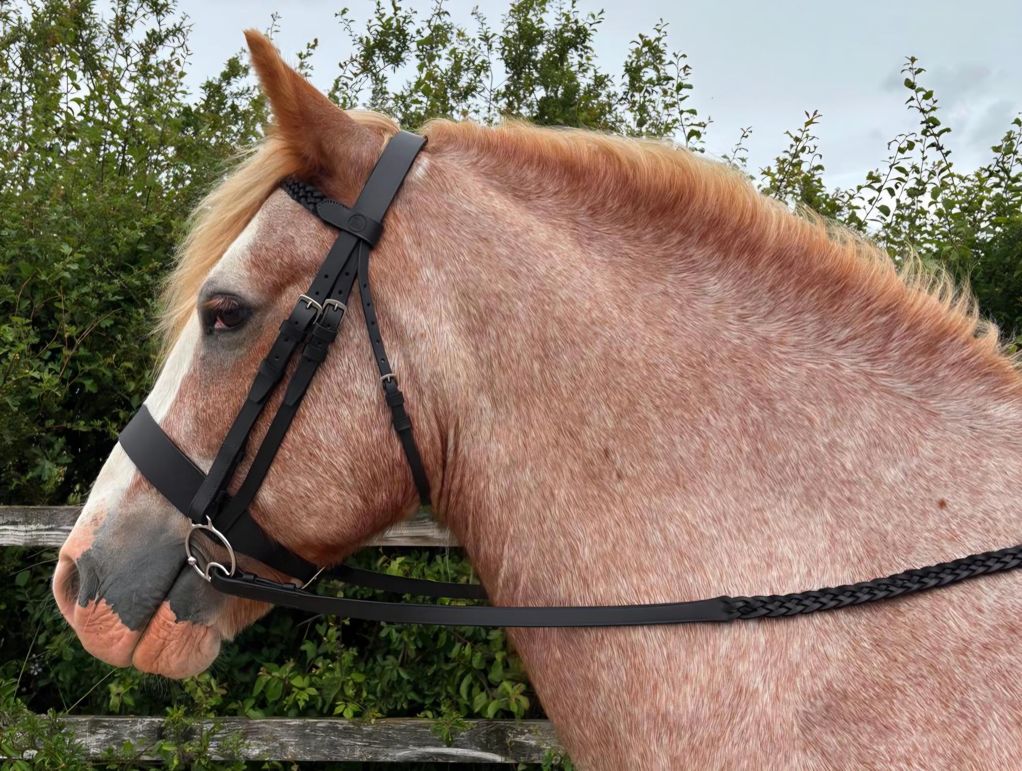 Budget Show Bridle - Image 4