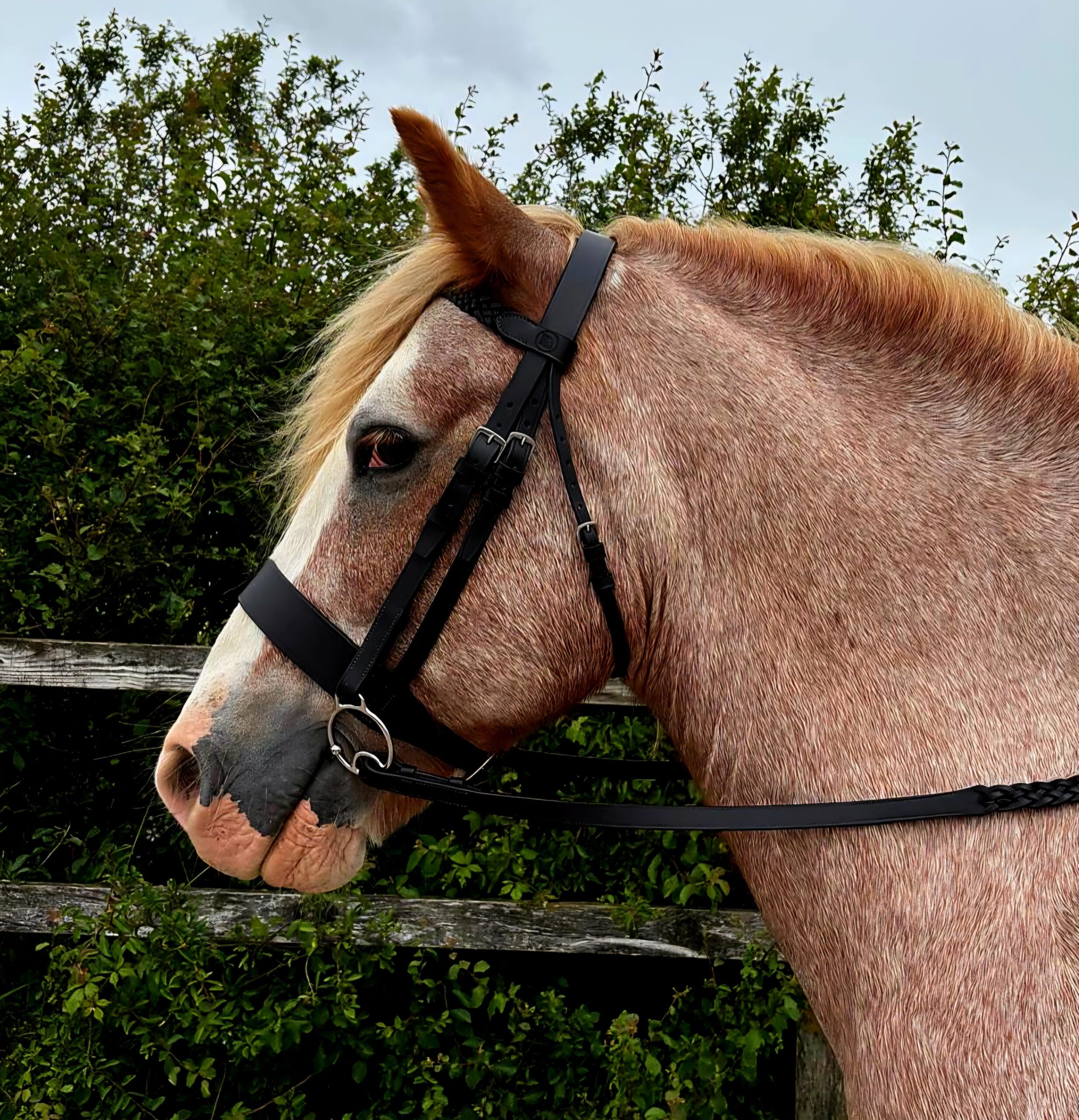 Budget Show Bridle - Image 3